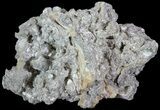 Partial Crystal Filled Fossil Whelk - Rucks Pit, FL #69074-2